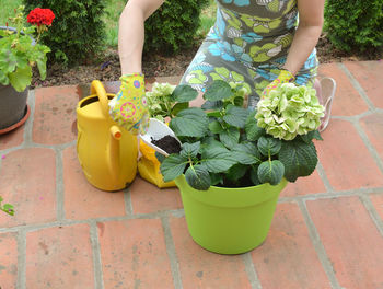 Midsection of woman holding yellow flowers on potted plant