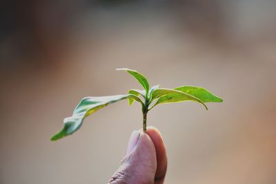 Close-up of hand holding plant