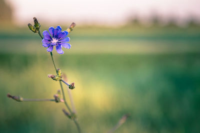 Close-up of purple flowering plant