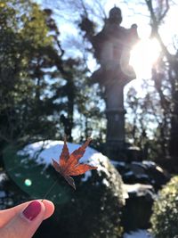 Person holding maple leaves during autumn