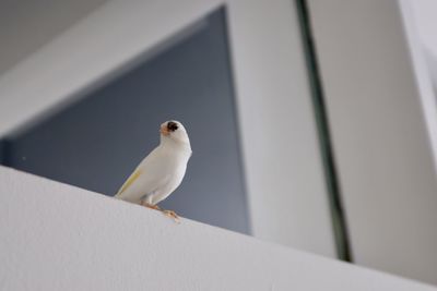 Close-up of bird perching on retaining wall