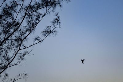 Low angle view of silhouette bird flying in sky