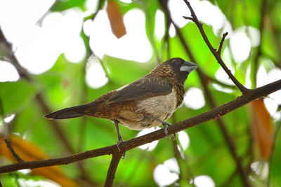 Tailorbird