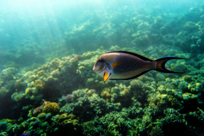 Close-up of fish swimming in sea