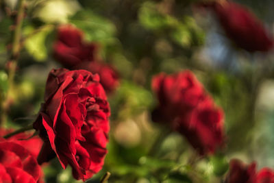 Close-up of red rose