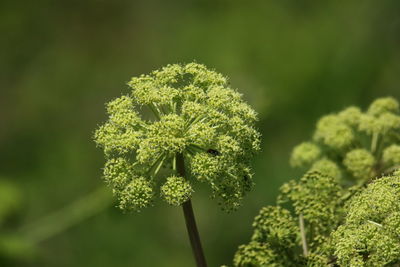 Close-up of fresh green plant