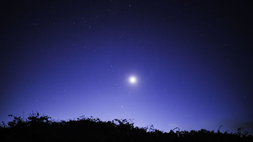 Low angle view of silhouette trees against clear sky at night