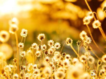 Close-up of yellow flowers