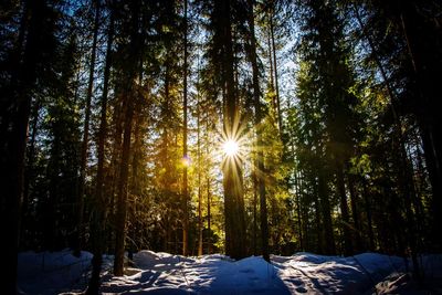 Trees in snow covered forest against sky