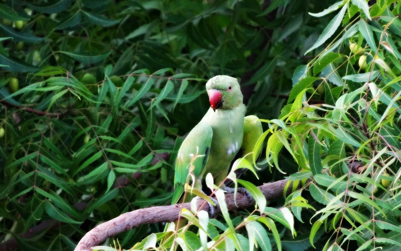 Rose ring parakeet