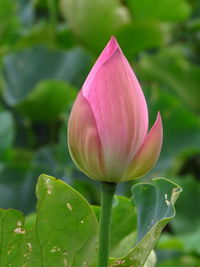 Lotus is the embodiment of truth, goodness and beauty in people's minds