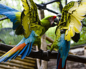 Close-up of parrot perching on branch