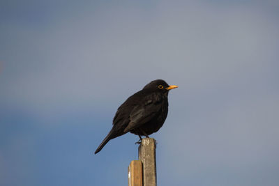 Bird perching on wood against clear sky