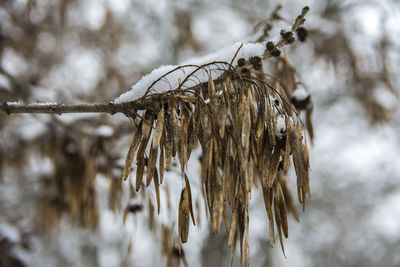 Close-up of dry leaf during winter