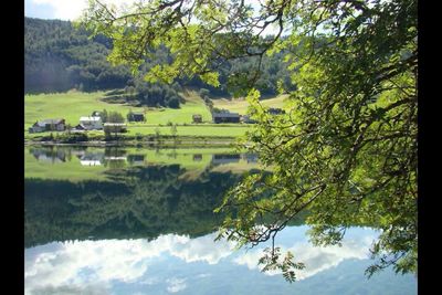 Reflection of trees in lake