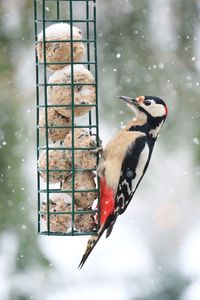 Close-up of woodpecker perching on bird feeder during winter