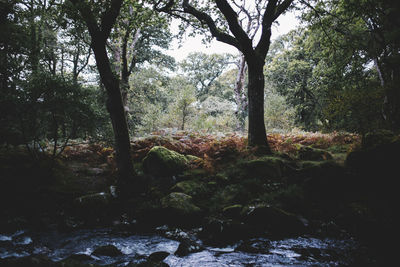 Trees in forest