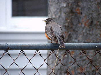 Bird perching on a fence