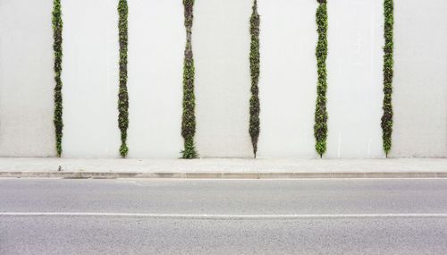 View of plants on road