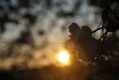 Close-up of flowers against sky during sunset