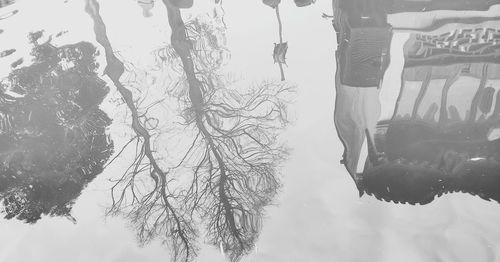 Reflection of trees in lake