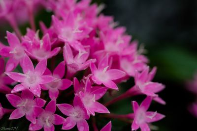 Close-up of flowers