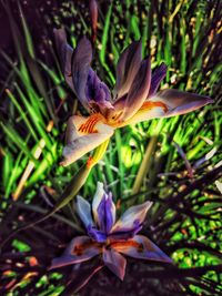 Close-up of purple flowers