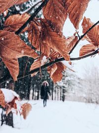 Dry leaves on tree over snow covered field with woman walking during winter