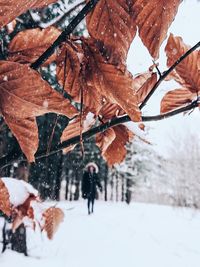 People walking on snow covered tree during winter