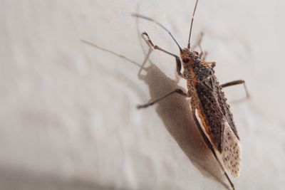 Close-up of insect on wall