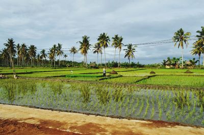 Scenic view of agricultural field against sky