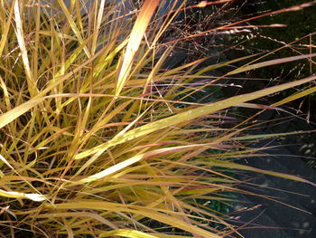 Full frame shot of plants