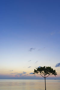 Silhouette plant against blue sky during sunset