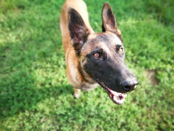 High angle view of belgian malinois on grass at back yard