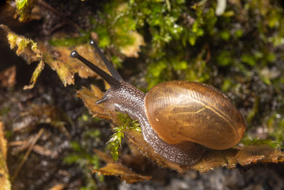 snails and slugs