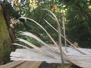 Close-up of wooden table and trees in forest