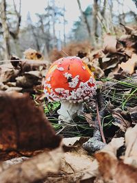 Close-up of mushroom growing on field