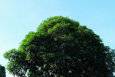 Low angle view of tree against clear sky