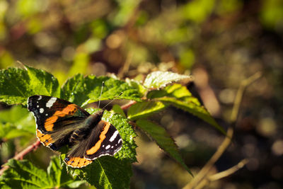 Close-up of butterfly perching on leaf