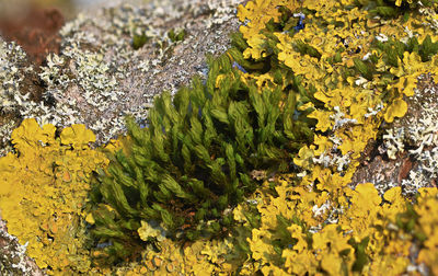 Close-up of yellow flowering plant on moss