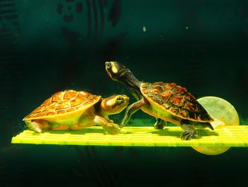 Close-up of turtle in water