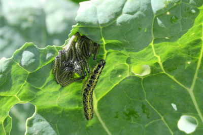Close-up of insect on leaf