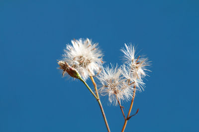 Low angle view of flowering plant against blue sky