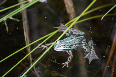 Close-up of frog swimming in lake