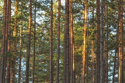 Low angle view of bamboo trees in forest