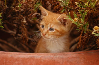 Close-up portrait of a kitten