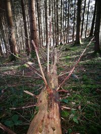 Trees in forest