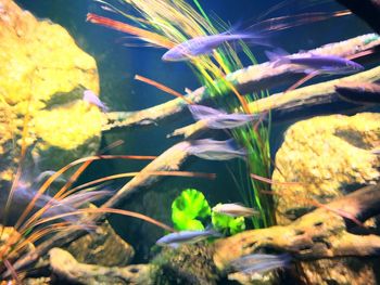 Close-up of plants growing outdoors