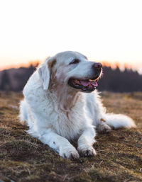 Dog running on field