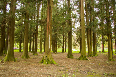 Old big trees forest in the park, zugdidi botanic garden in georgia
